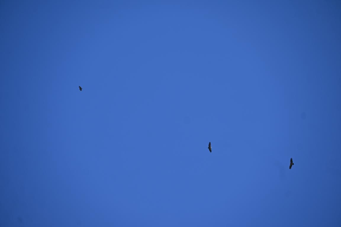 Klicke auf die Grafik für eine vergrößerte Ansicht  Name: DSC_5681.jpg Ansichten: 0 Größe: 28,3 KB ID: 3355913