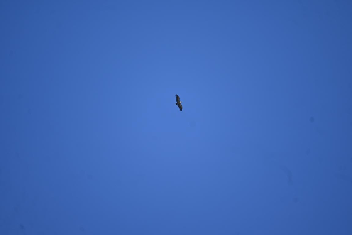 Klicke auf die Grafik für eine vergrößerte Ansicht  Name: DSC_5684.jpg Ansichten: 0 Größe: 27,7 KB ID: 3355914