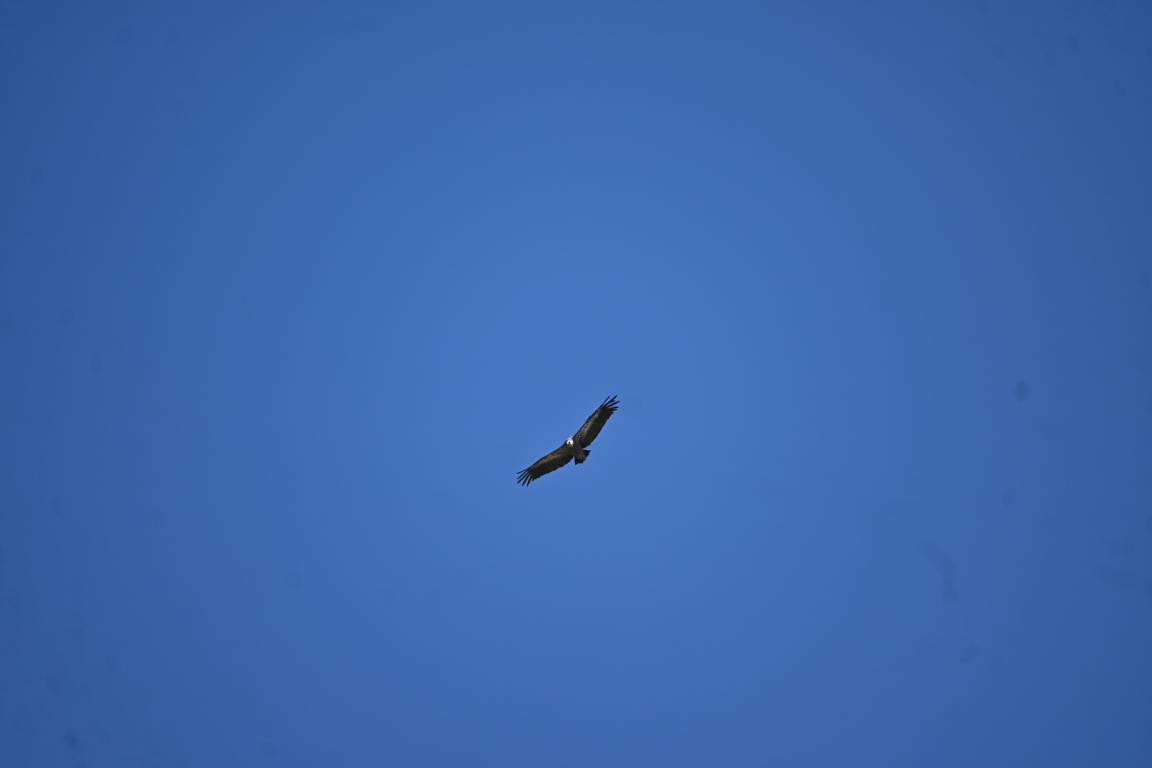 Klicke auf die Grafik für eine vergrößerte Ansicht  Name: DSC_5687.jpg Ansichten: 0 Größe: 28,9 KB ID: 3355915