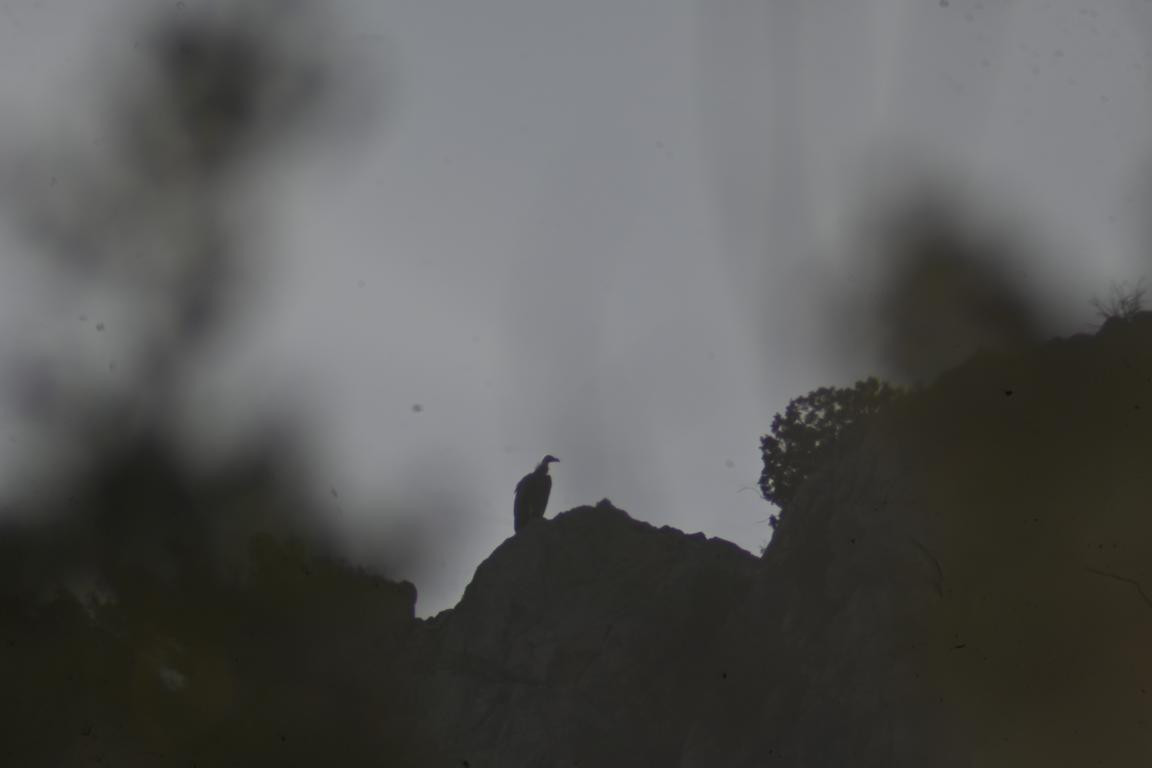 Klicke auf die Grafik für eine vergrößerte Ansicht  Name: DSC_6274.jpg Ansichten: 0 Größe: 41,0 KB ID: 3355920