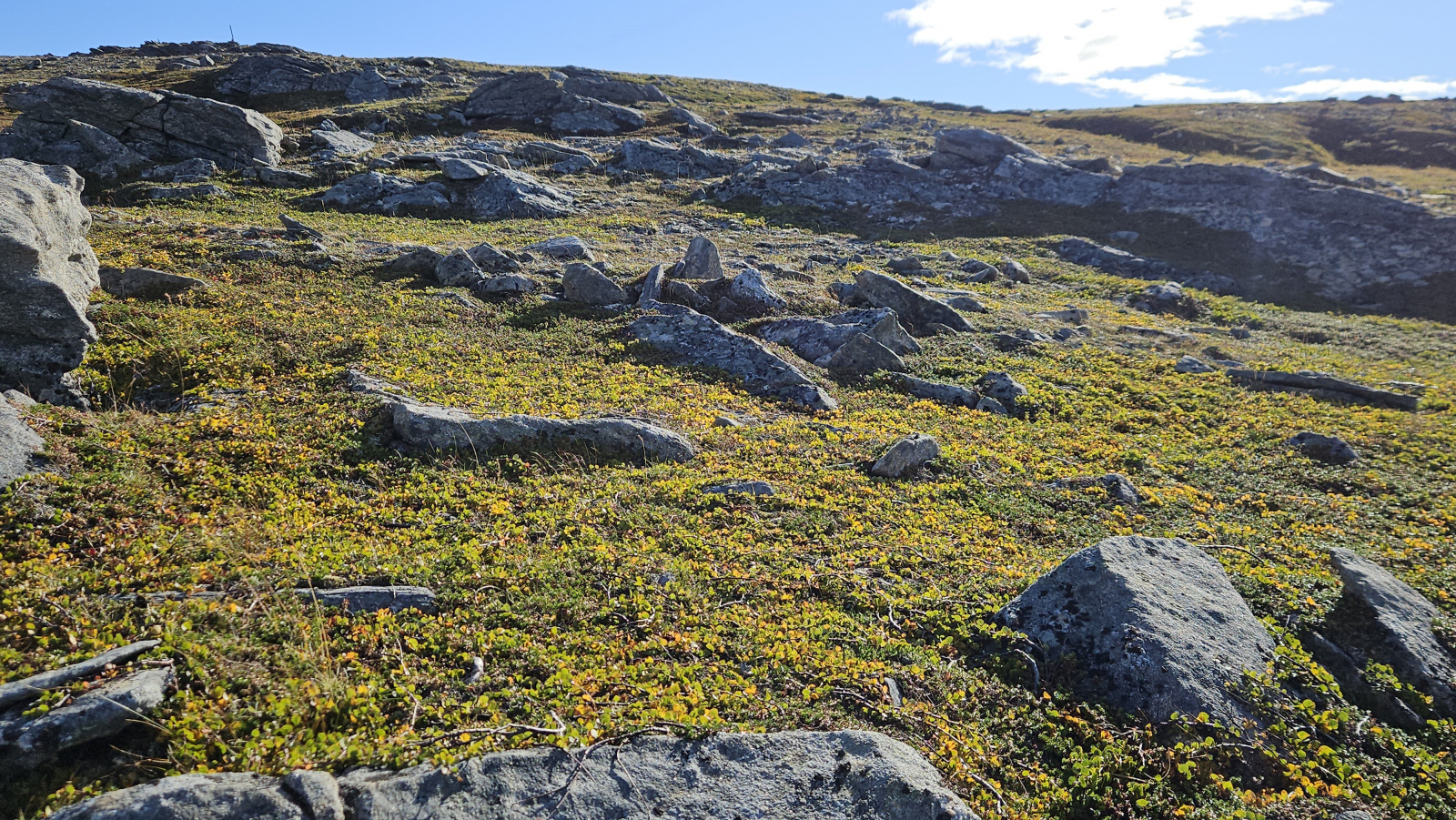 Klicke auf die Grafik für eine vergrößerte Ansicht

Name: 20250904_110549 Felsen gelbe Bodendecker.jpg
Ansichten: 14
Größe: 1,25 MB
ID: 3355993
