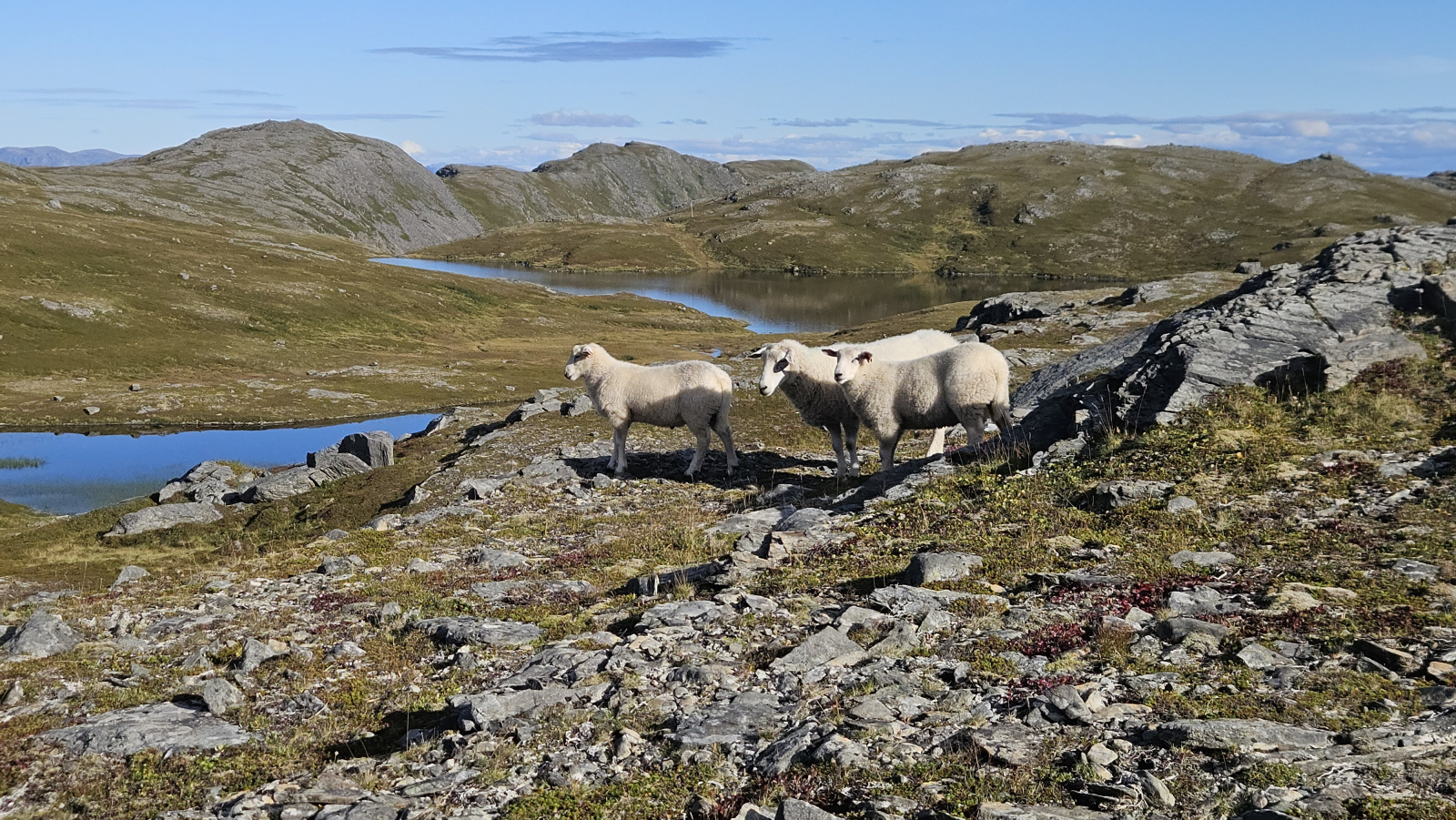 Klicke auf die Grafik für eine vergrößerte Ansicht

Name: 20250904_135819 drei Schafe stehen.jpg
Ansichten: 15
Größe: 956,4 KB
ID: 3356004