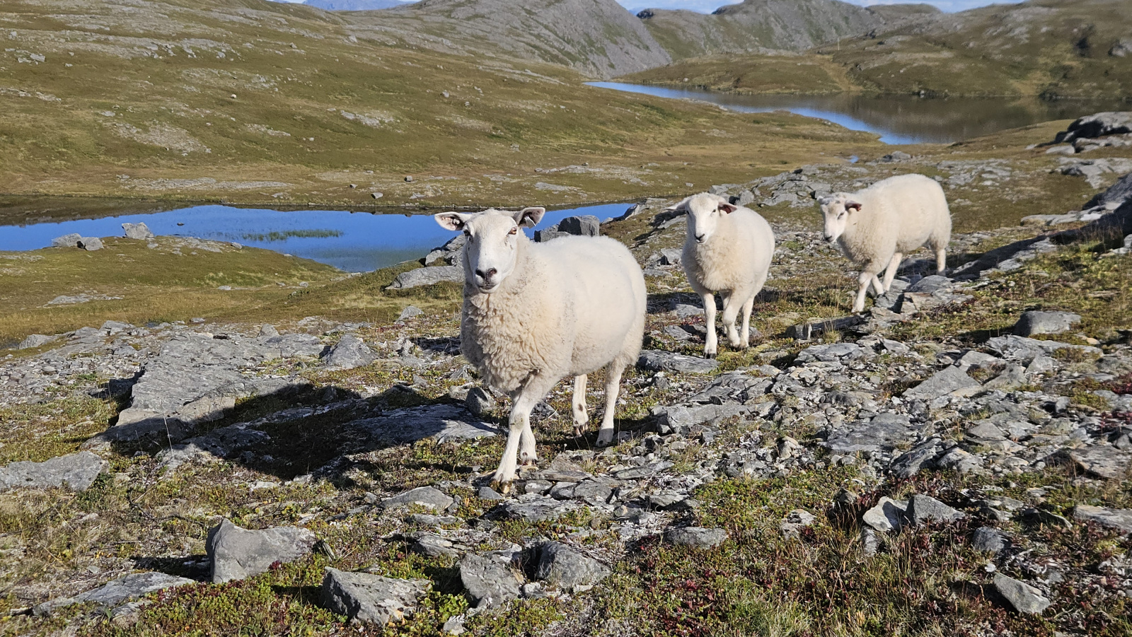 Klicke auf die Grafik für eine vergrößerte Ansicht

Name: 20250904_135828 drei Schafe kommen.jpg
Ansichten: 14
Größe: 1,00 MB
ID: 3356005