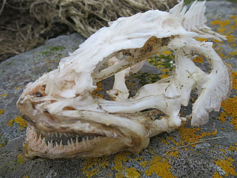 Klicke auf die Grafik für eine vergrößerte Ansicht  Name: 1.jpg Ansichten: 0 Größe: 272,0 KB ID: 3356044