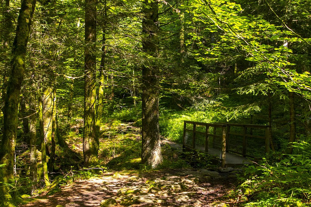 Klicke auf die Grafik für eine vergrößerte Ansicht  Name: 12 Sonnige Waldwanderwege in den Südvogesen.jpg Ansichten: 17 Größe: 489,9 KB ID: 3356123