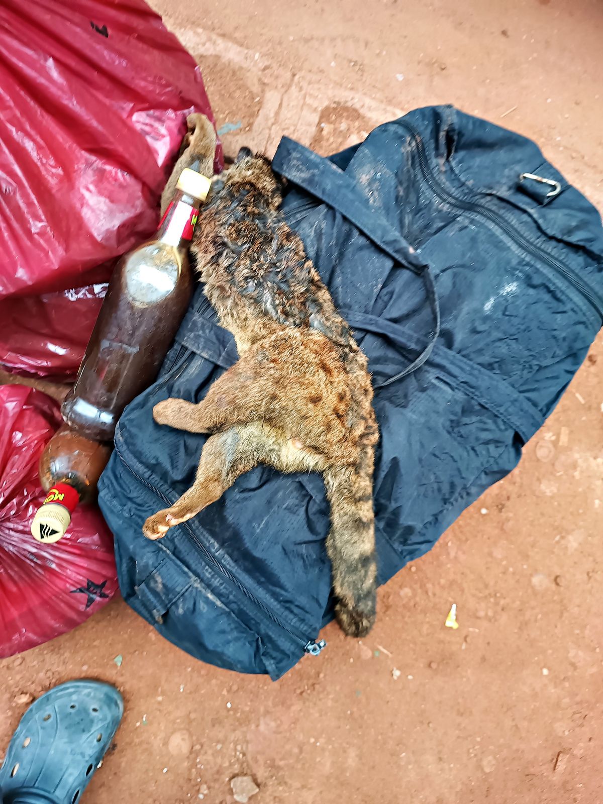 Klicke auf die Grafik für eine vergrößerte Ansicht  Name: IMG_20240629_070232_012R.jpg Ansichten: 61 Größe: 821,3 KB ID: 3356194