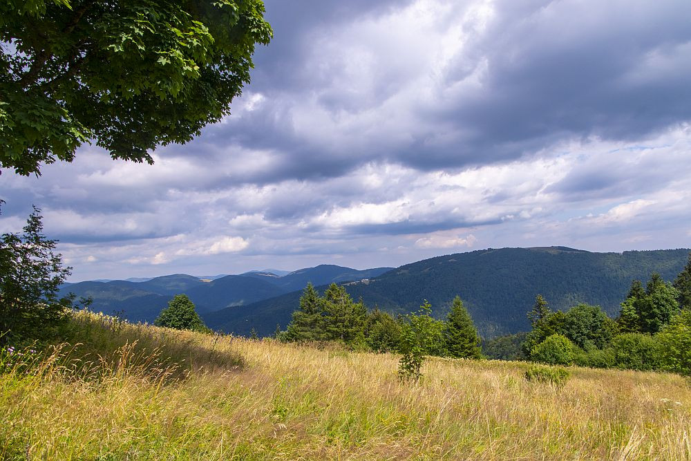 Klicke auf die Grafik für eine vergrößerte Ansicht  Name: 25 Almwandern auf Vogesisch.jpg Ansichten: 8 Größe: 260,4 KB ID: 3356243