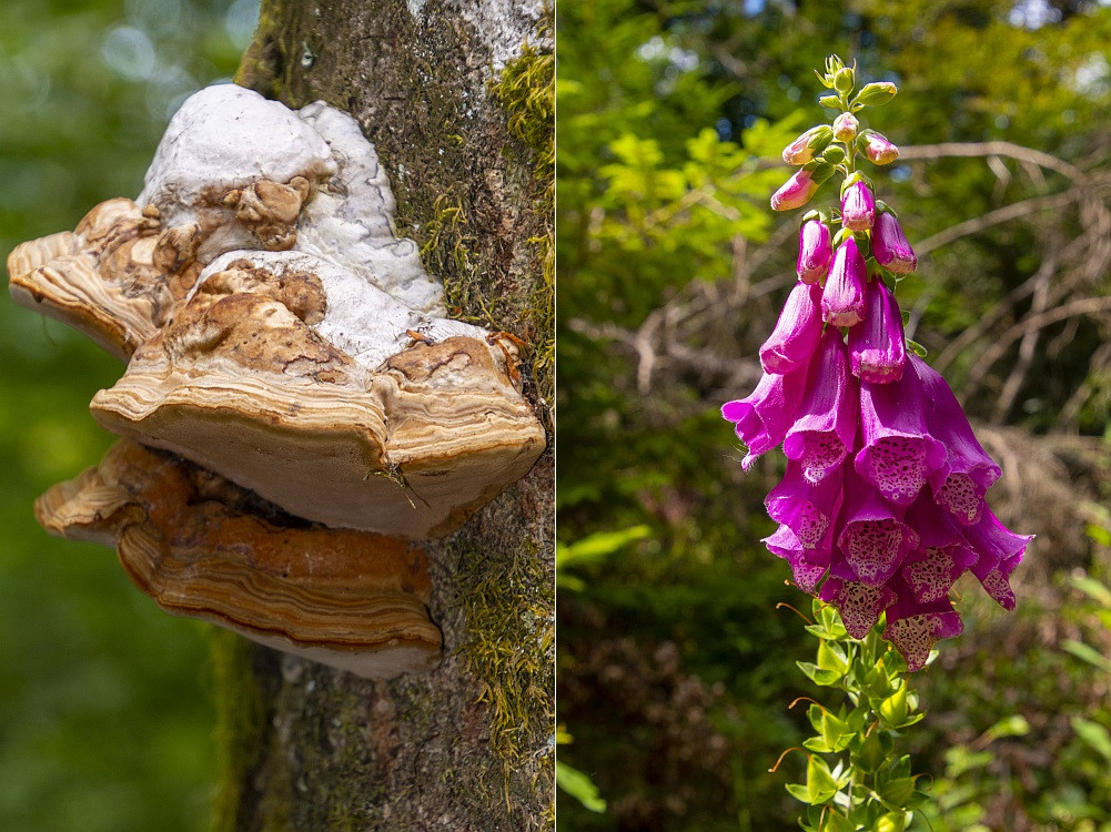 Klicke auf die Grafik für eine vergrößerte Ansicht  Name: 23 Vogesenflora.jpg Ansichten: 8 Größe: 301,6 KB ID: 3356245