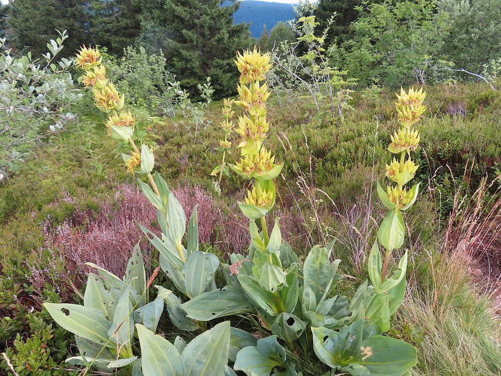 Klicke auf die Grafik für eine vergrößerte Ansicht  Name: 27 Vogesenflora am E5.jpg Ansichten: 8 Größe: 460,6 KB ID: 3356247