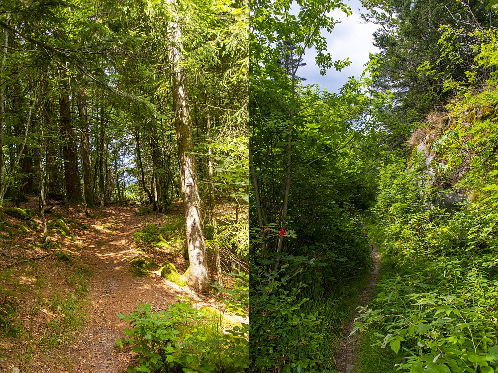 Klicke auf die Grafik für eine vergrößerte Ansicht  Name: 24 Wegimpressionen hinter dem Ballon d'Alsace.jpg Ansichten: 7 Größe: 595,0 KB ID: 3356248