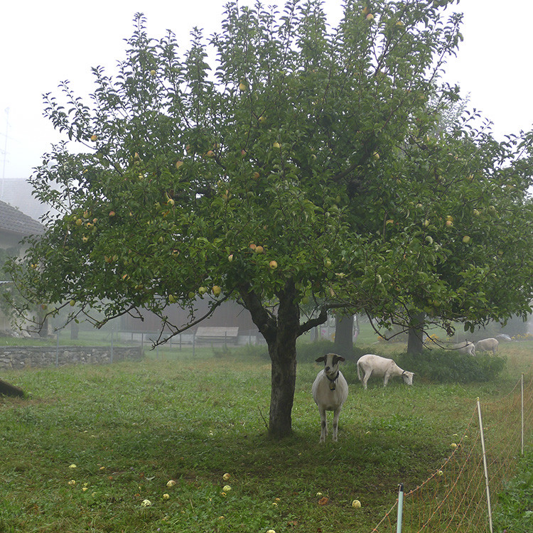 Klicke auf die Grafik für eine vergrößerte Ansicht  Name: WAI_70_Schweiz.jpg Ansichten: 0 Größe: 298,4 KB ID: 3356293