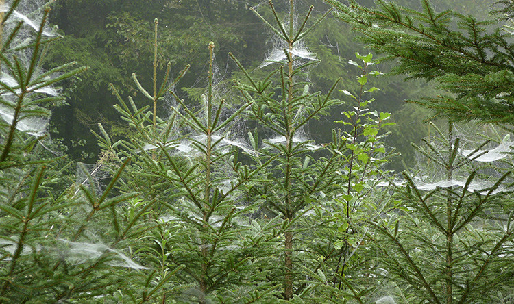 Klicke auf die Grafik für eine vergrößerte Ansicht  Name: WAI_73_Schweiz.jpg Ansichten: 0 Größe: 223,8 KB ID: 3356296