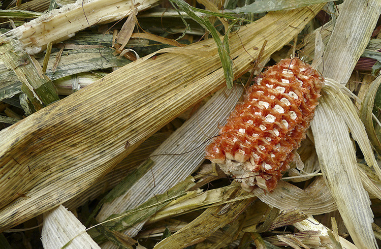 Klicke auf die Grafik für eine vergrößerte Ansicht  Name: WAI_75_Schweiz.jpg Ansichten: 0 Größe: 223,9 KB ID: 3356298