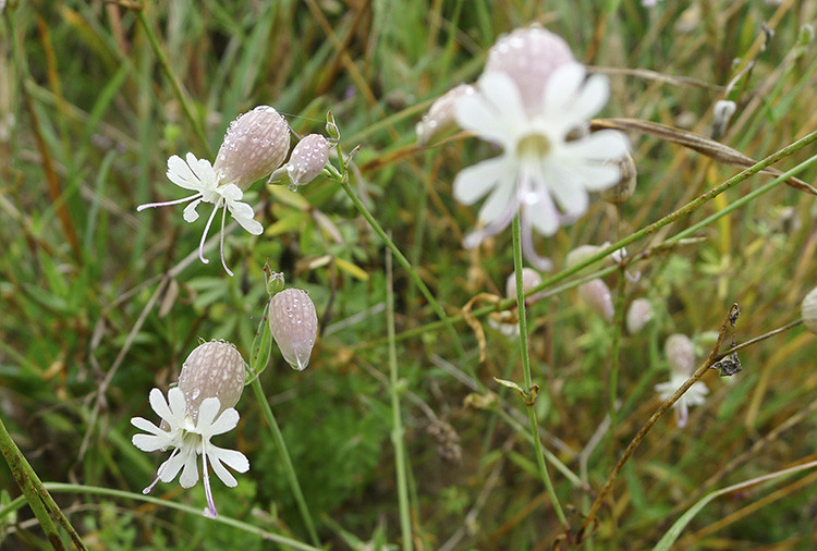 Klicke auf die Grafik für eine vergrößerte Ansicht  Name: WAI_79_Schweiz.jpg Ansichten: 0 Größe: 138,2 KB ID: 3356301