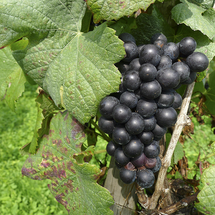 Klicke auf die Grafik für eine vergrößerte Ansicht  Name: WAI_83_Schweiz.jpg Ansichten: 0 Größe: 281,7 KB ID: 3356304