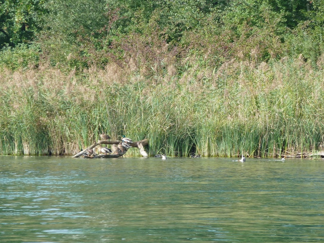 Klicke auf die Grafik für eine vergrößerte Ansicht

Name: P1030018.jpg
Ansichten: 97
Größe: 437,8 KB
ID: 3356314