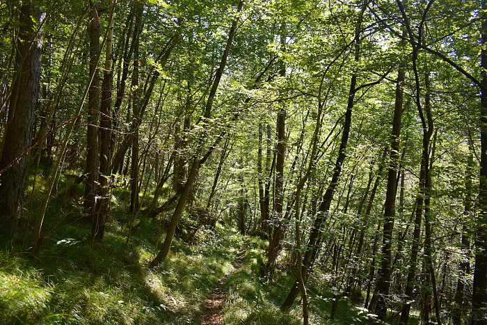 Klicke auf die Grafik für eine vergrößerte Ansicht  Name: DSC_0080.jpg Ansichten: 0 Größe: 1,53 MB ID: 3356376