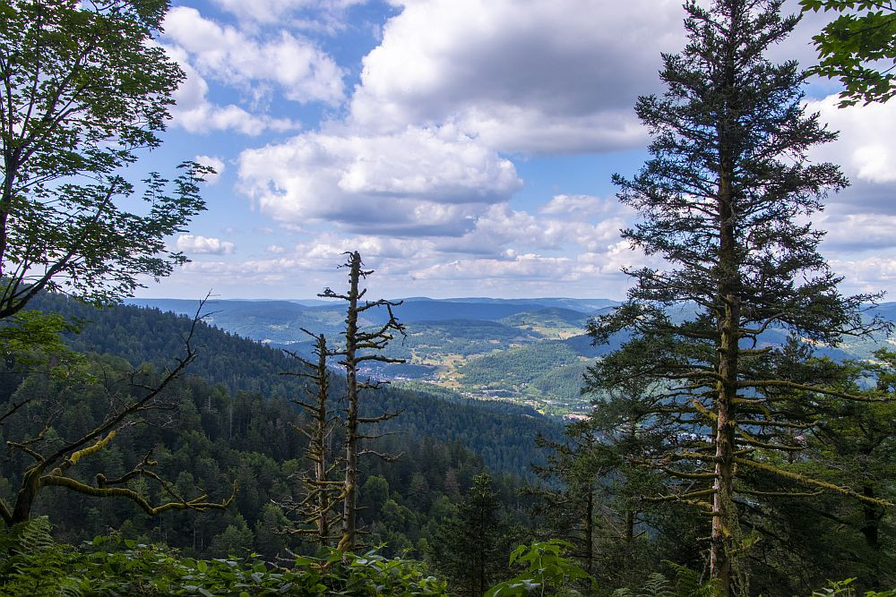 Klicke auf die Grafik für eine vergrößerte Ansicht  Name: 30 Wandern oberhalb des Moseltals.jpg Ansichten: 0 Größe: 320,6 KB ID: 3356488