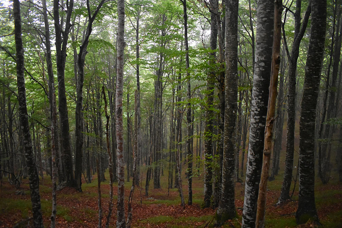 Klicke auf die Grafik für eine vergrößerte Ansicht

Name: DSC_0246.jpg
Ansichten: 0
Größe: 923,5 KB
ID: 3356741