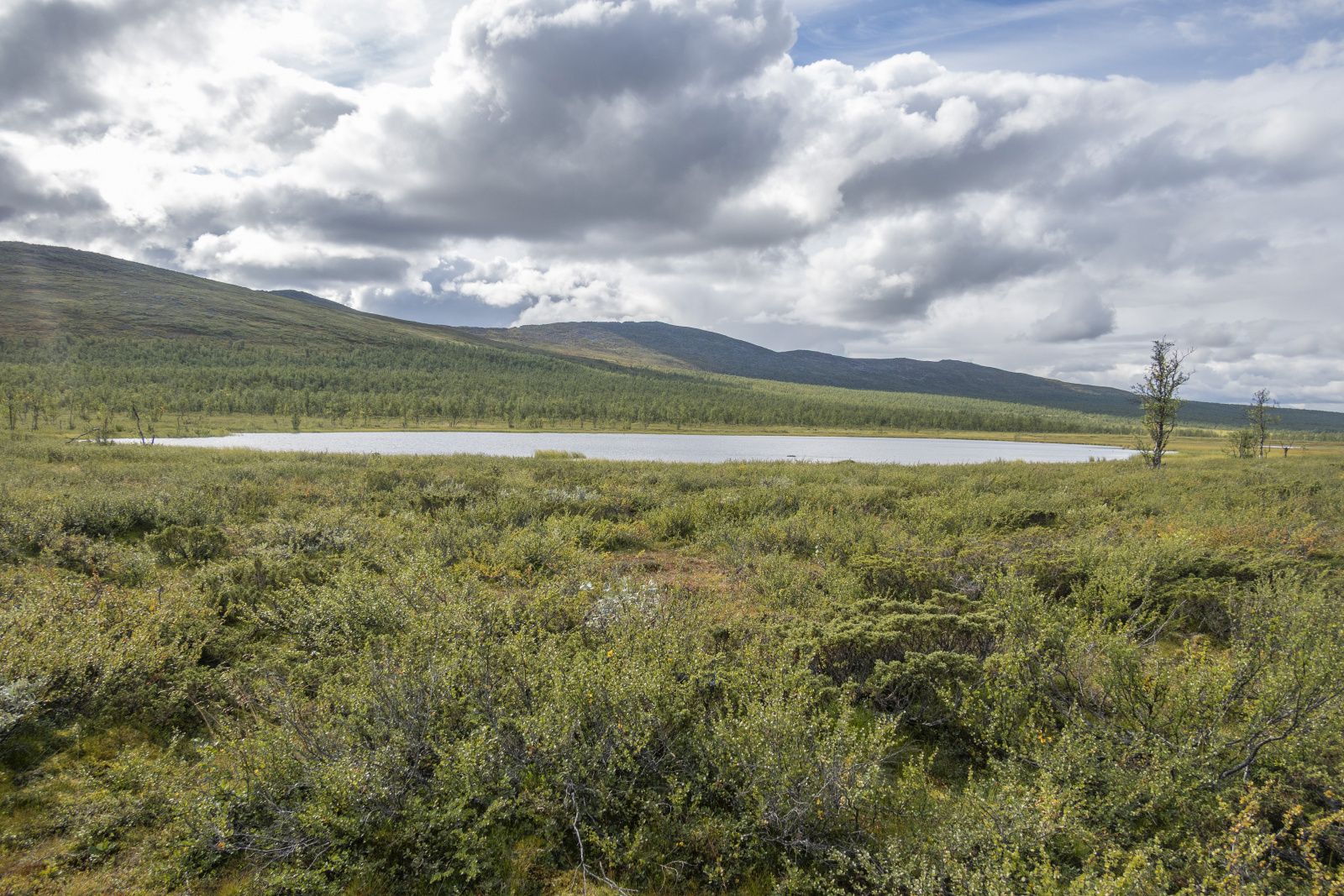 Klicke auf die Grafik für eine vergrößerte Ansicht

Name: Sjaunja_2025_117.jpg
Ansichten: 84
Größe: 1,03 MB
ID: 3357997