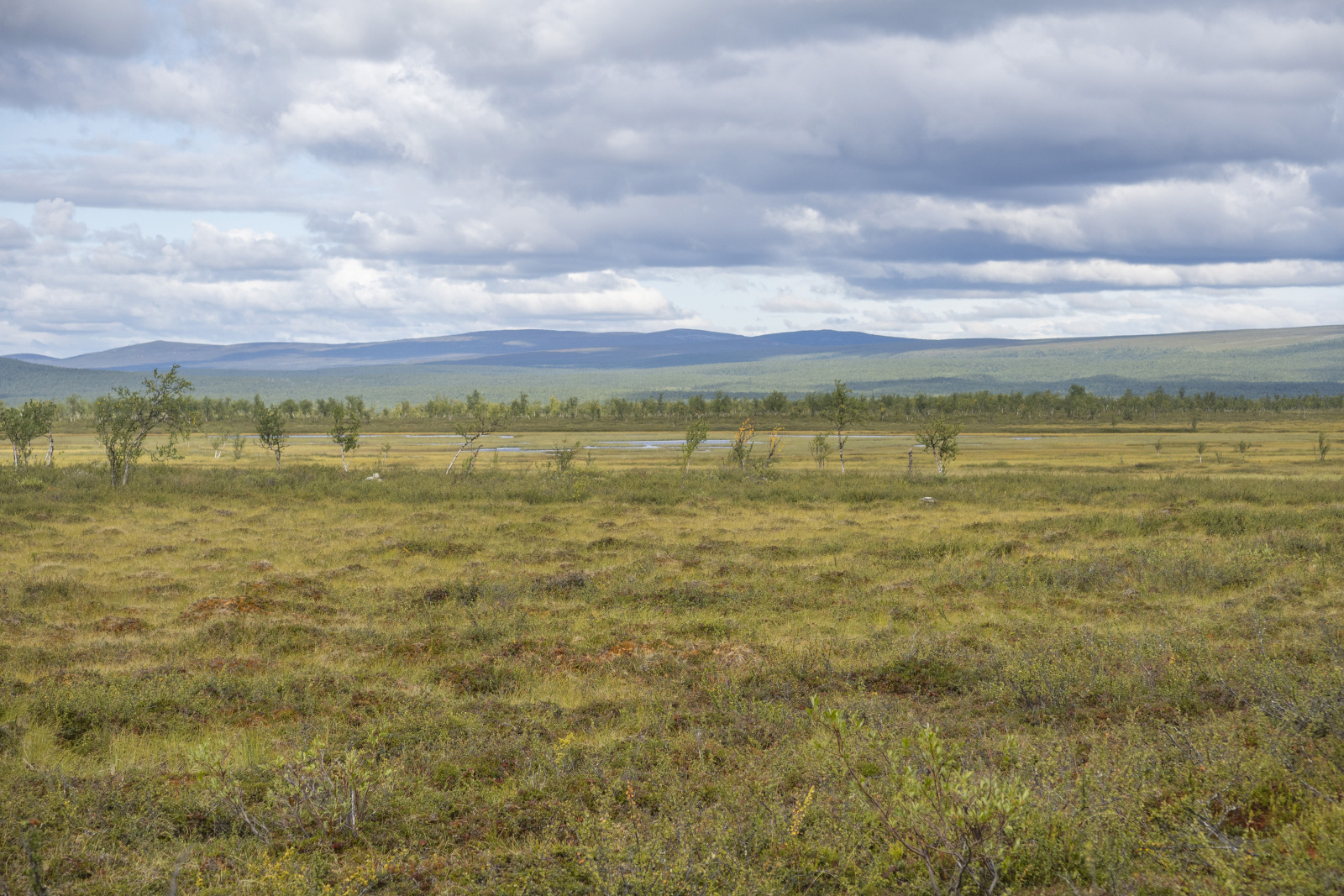 Klicke auf die Grafik für eine vergrößerte Ansicht

Name: Sjaunja_2025_120.jpg
Ansichten: 83
Größe: 879,1 KB
ID: 3357998