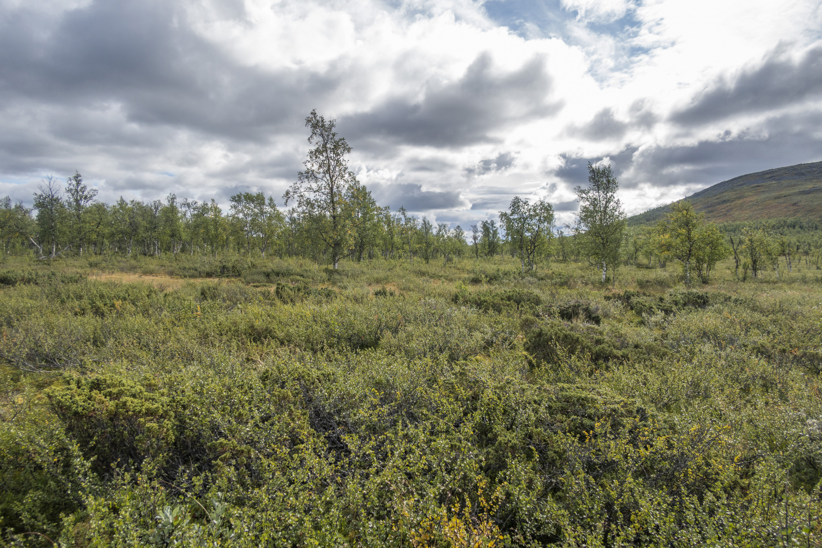 Klicke auf die Grafik für eine vergrößerte Ansicht

Name: Sjaunja_2025_118.jpg
Ansichten: 82
Größe: 1,12 MB
ID: 3357999