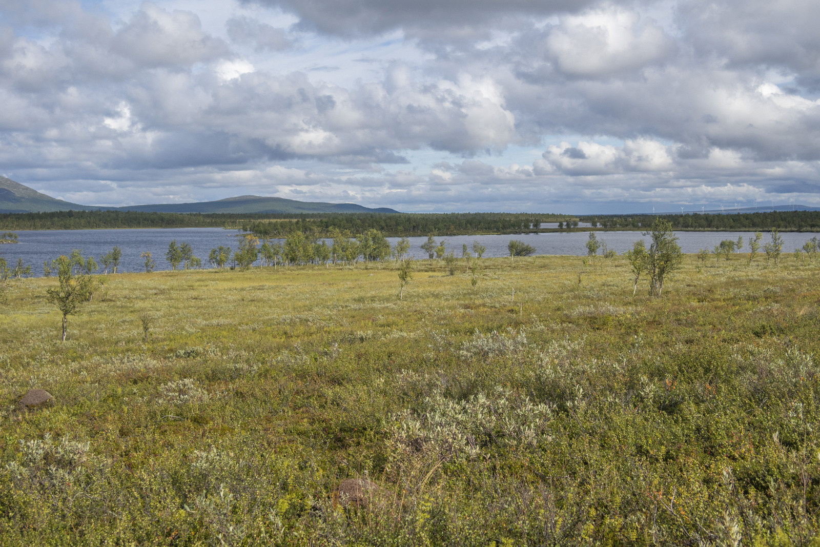 Klicke auf die Grafik für eine vergrößerte Ansicht

Name: Sjaunja_2025_110.jpg
Ansichten: 85
Größe: 1,04 MB
ID: 3358000