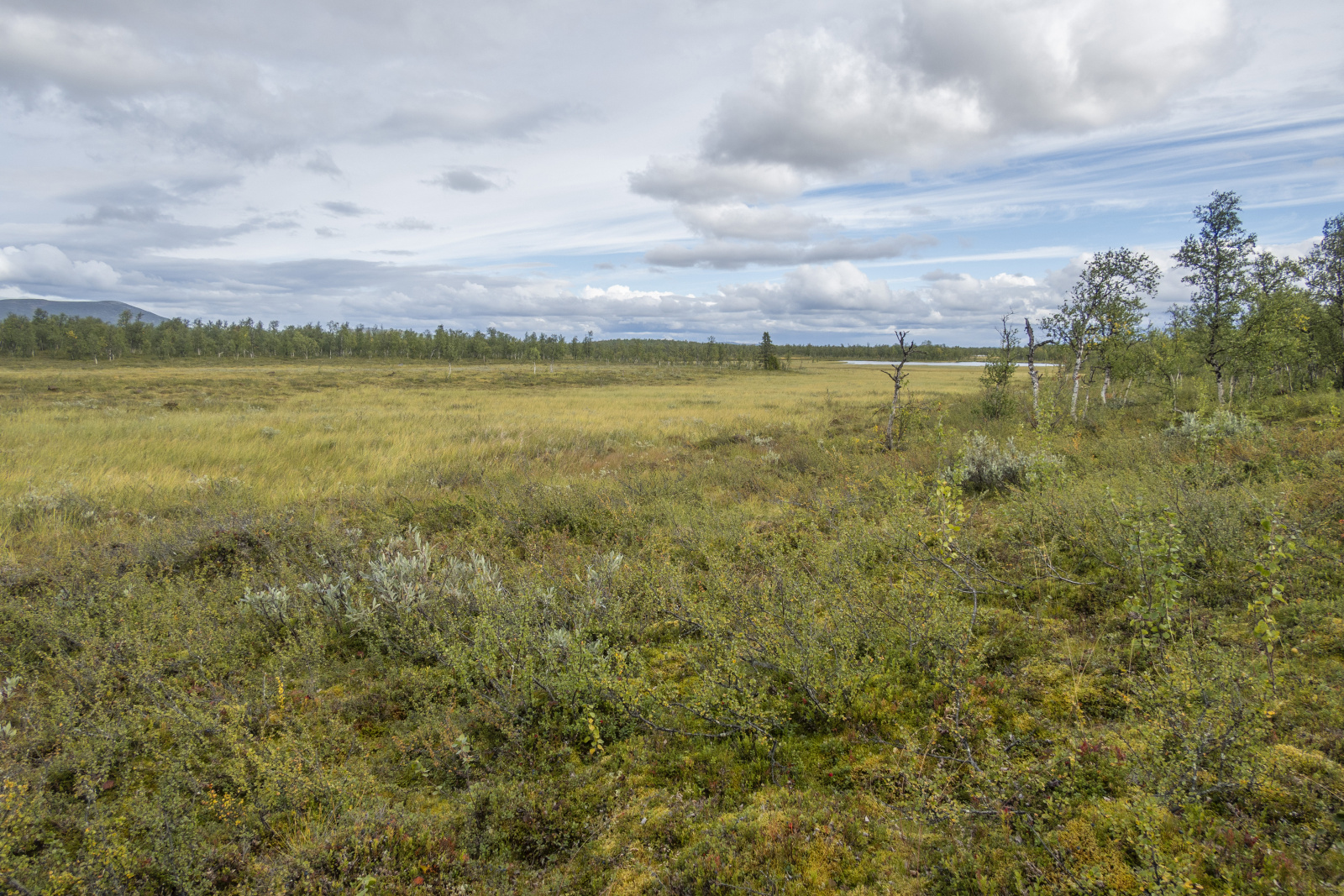 Klicke auf die Grafik für eine vergrößerte Ansicht

Name: Sjaunja_2025_116.jpg
Ansichten: 85
Größe: 1,05 MB
ID: 3358002