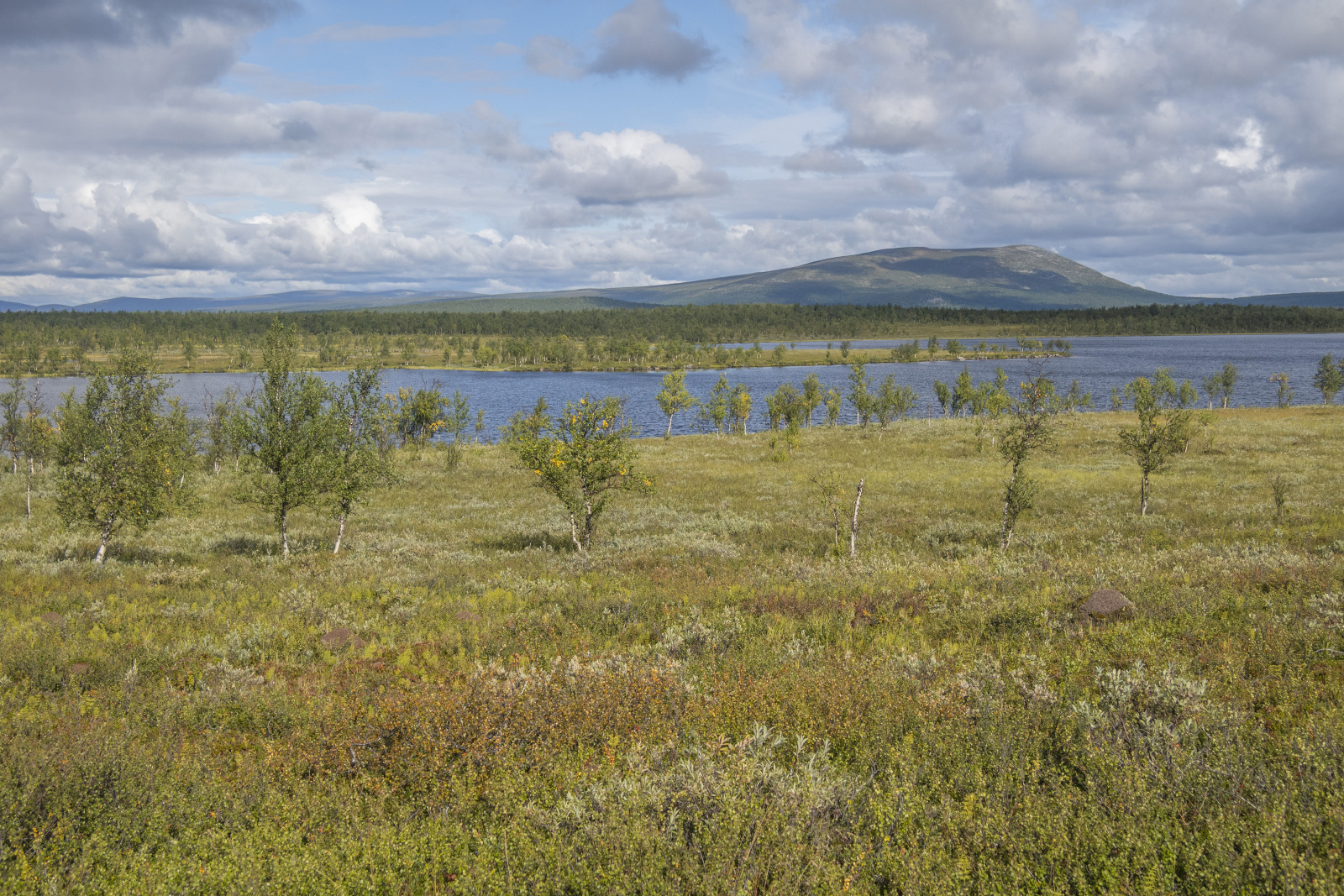 Klicke auf die Grafik für eine vergrößerte Ansicht

Name: Sjaunja_2025_111.jpg
Ansichten: 86
Größe: 1,09 MB
ID: 3358001