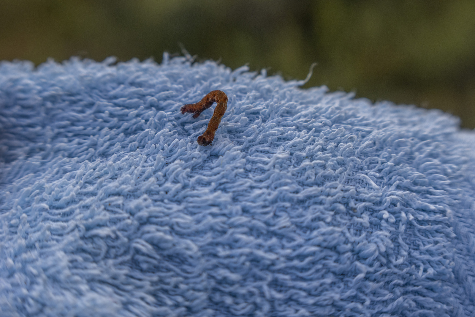 Klicke auf die Grafik für eine vergrößerte Ansicht

Name: Sjaunja_2025_131.jpg
Ansichten: 83
Größe: 585,4 KB
ID: 3358003