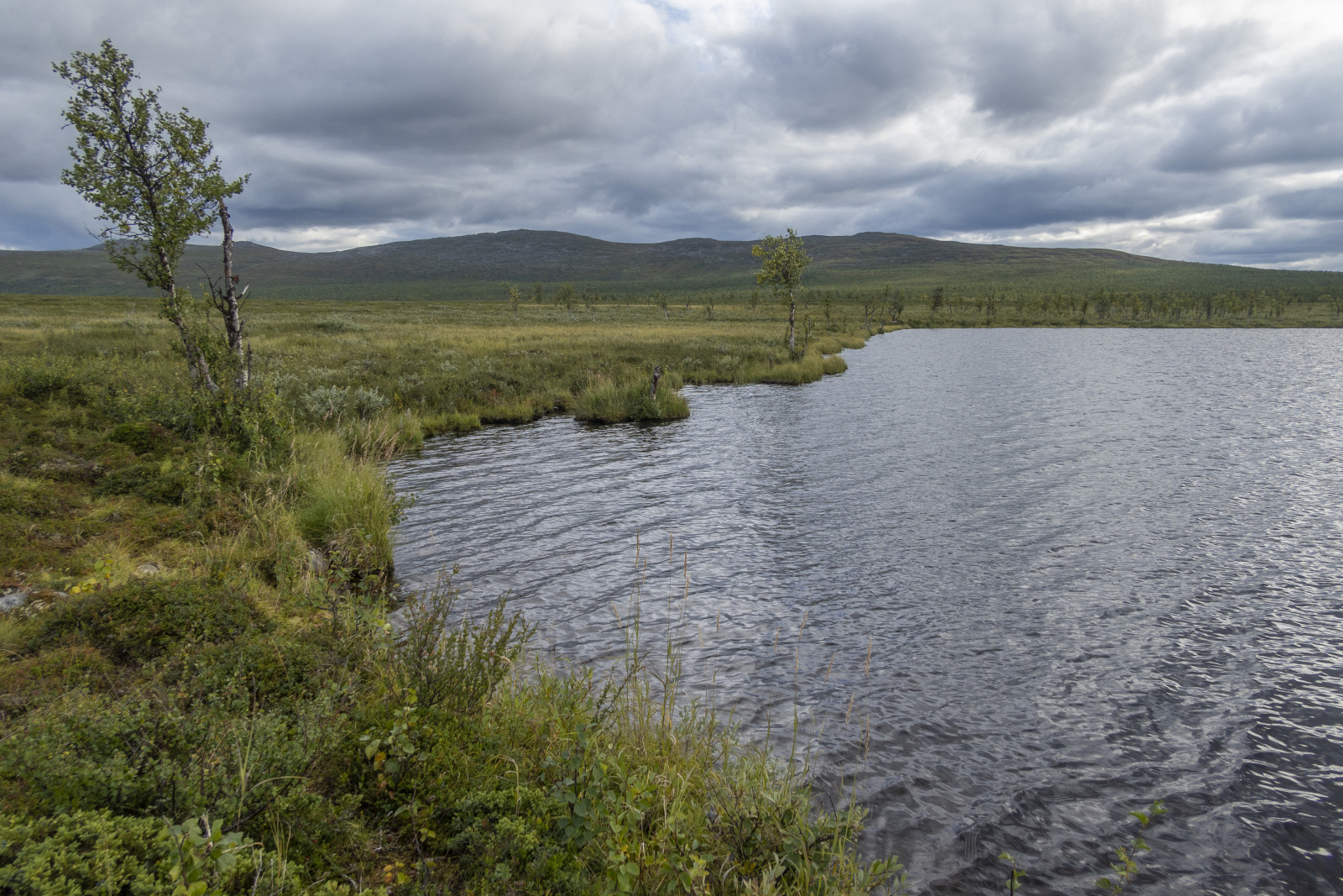 Klicke auf die Grafik für eine vergrößerte Ansicht

Name: Sjaunja_2025_139.jpg
Ansichten: 83
Größe: 886,9 KB
ID: 3358008