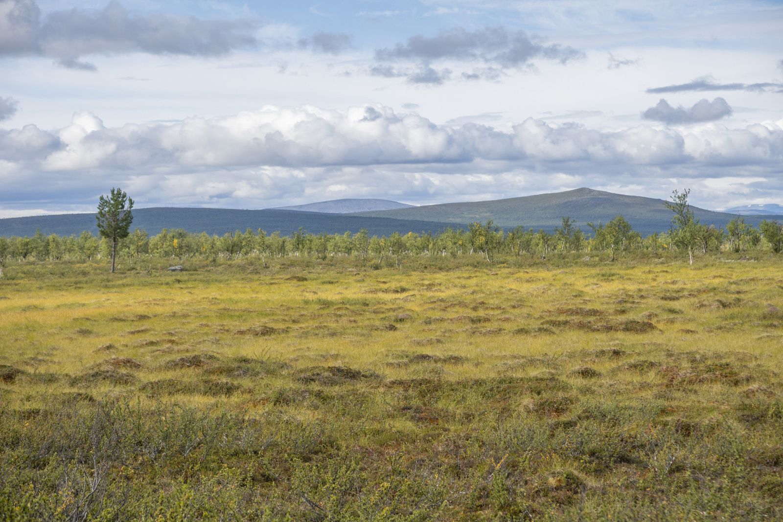 Klicke auf die Grafik für eine vergrößerte Ansicht

Name: Sjaunja_2025_123.jpg
Ansichten: 85
Größe: 881,1 KB
ID: 3358004