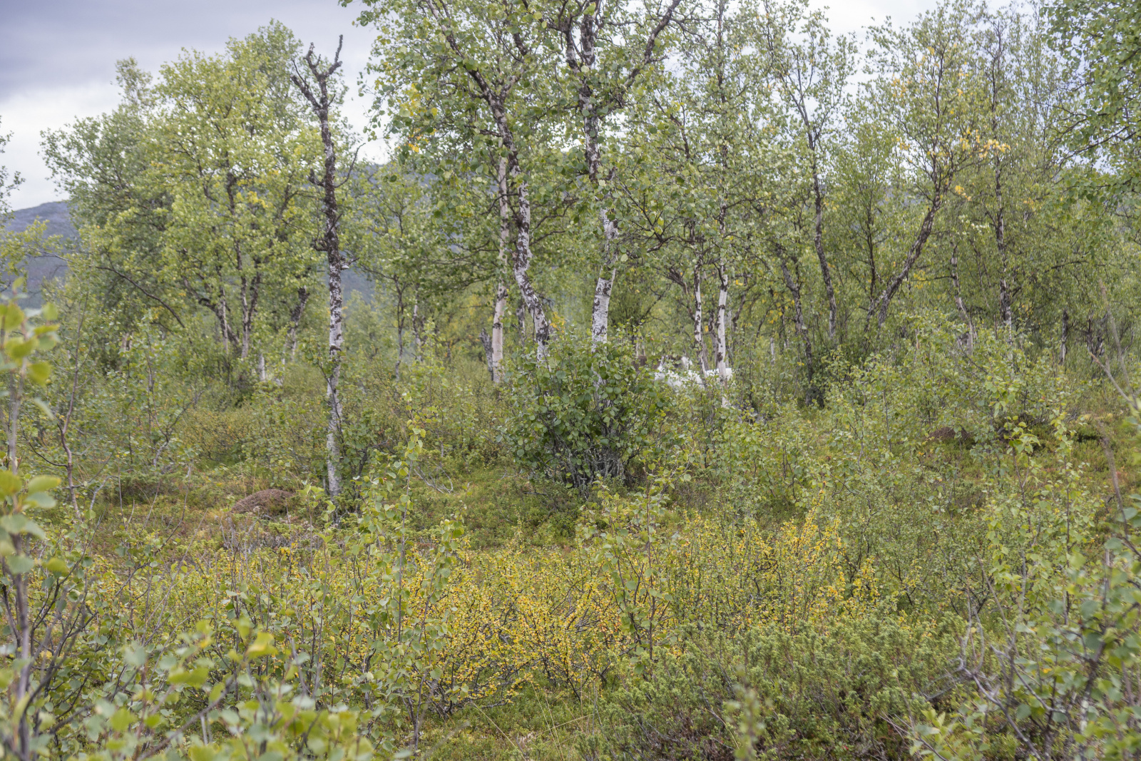 Klicke auf die Grafik für eine vergrößerte Ansicht

Name: Sjaunja_2025_129.jpg
Ansichten: 84
Größe: 1,37 MB
ID: 3358005