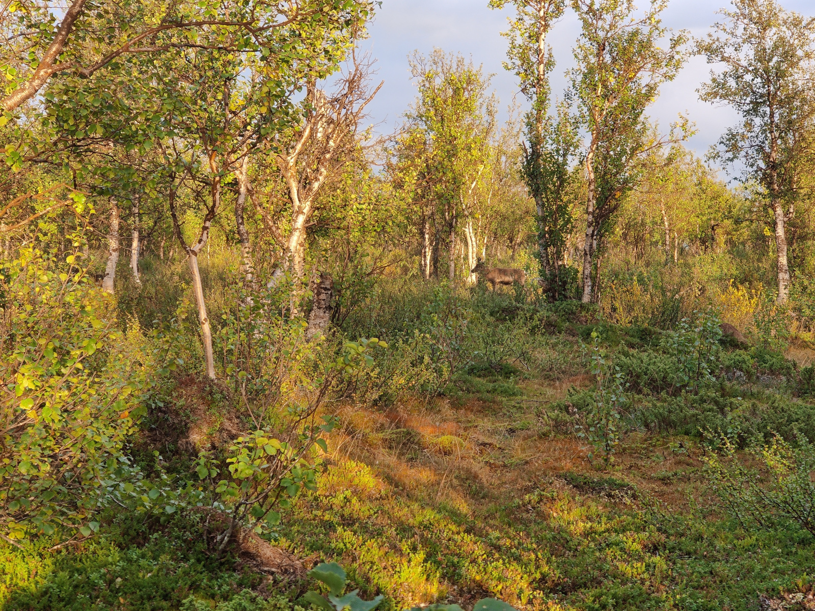 Klicke auf die Grafik für eine vergrößerte Ansicht

Name: Sjaunja_2025_Rentier.jpg
Ansichten: 85
Größe: 1,68 MB
ID: 3358012