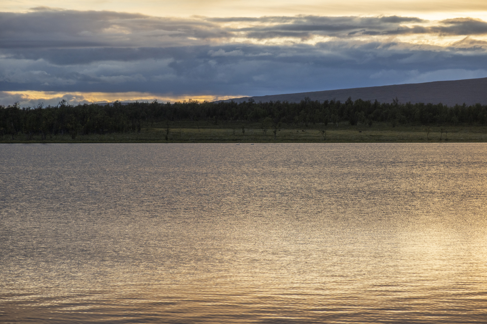 Klicke auf die Grafik für eine vergrößerte Ansicht

Name: Sjaunja_2025_154.jpg
Ansichten: 83
Größe: 871,8 KB
ID: 3358007