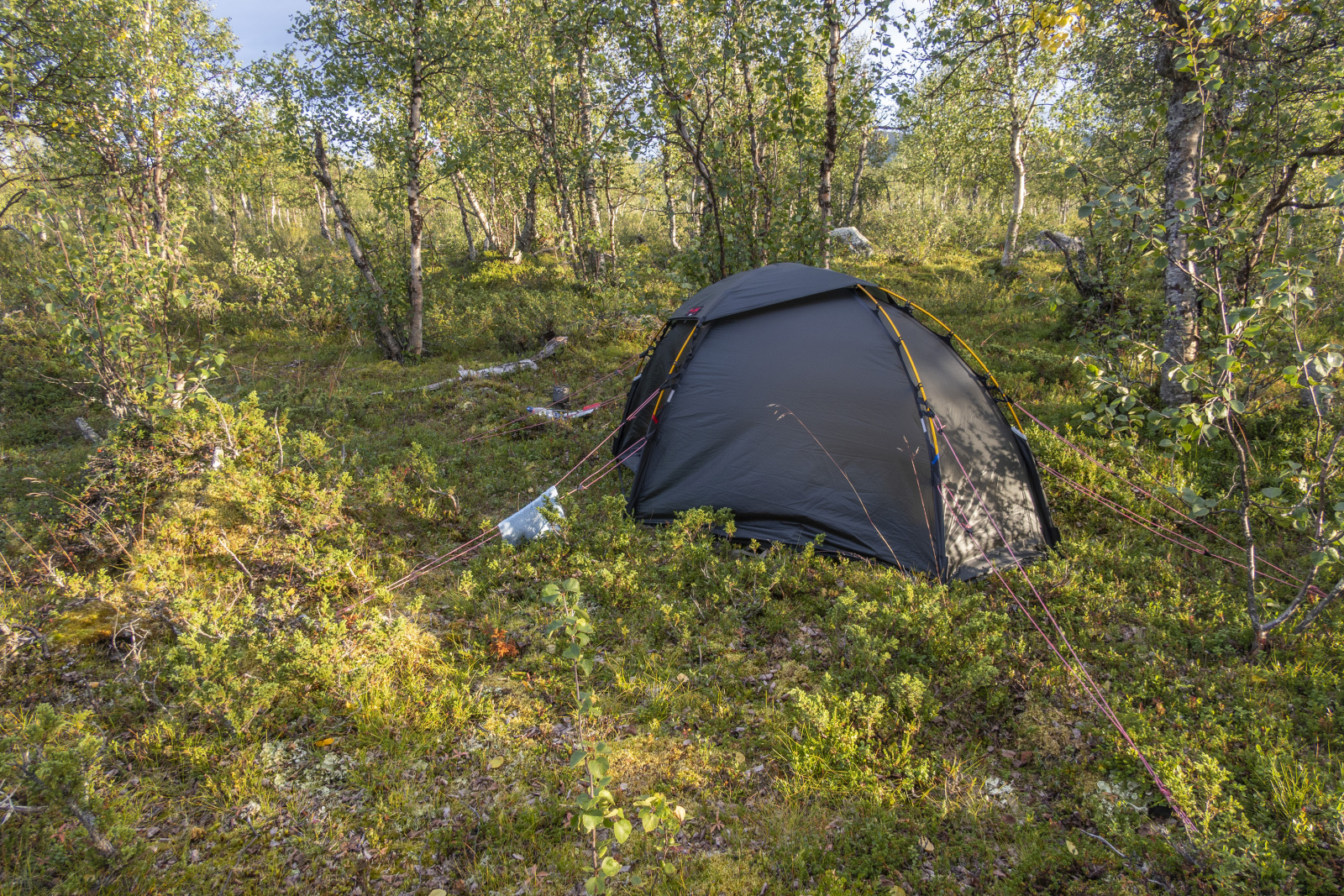 Klicke auf die Grafik für eine vergrößerte Ansicht

Name: Sjaunja_2025_145.jpg
Ansichten: 84
Größe: 1,66 MB
ID: 3358011