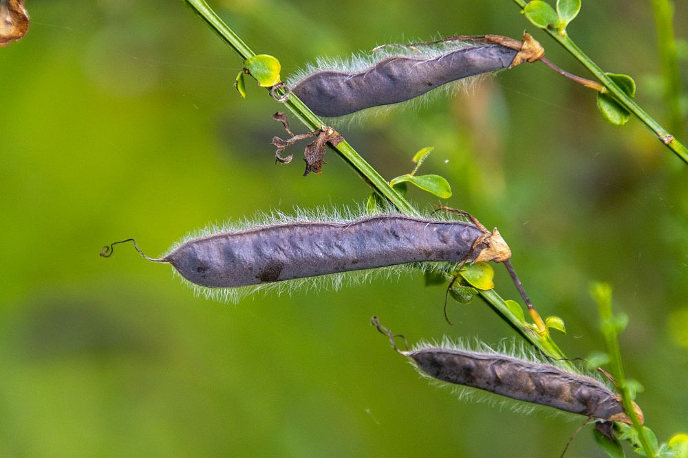 Klicke auf die Grafik für eine vergrößerte Ansicht  Name: 06 Samenknospen.jpg Ansichten: 0 Größe: 148,4 KB ID: 3357974