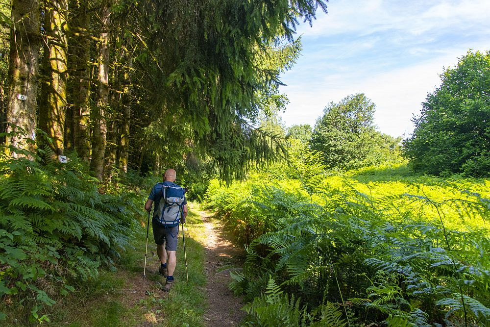 Klicke auf die Grafik für eine vergrößerte Ansicht  Name: 03 Vogesenwandern oberhalb von Ramonchamp.jpg Ansichten: 0 Größe: 392,8 KB ID: 3357976