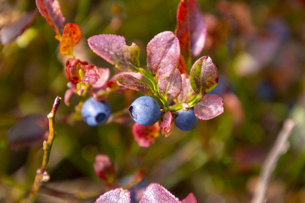 Klicke auf die Grafik für eine vergrößerte Ansicht  Name: 10 Heidelbeeren satt.jpg Ansichten: 0 Größe: 145,3 KB ID: 3357978