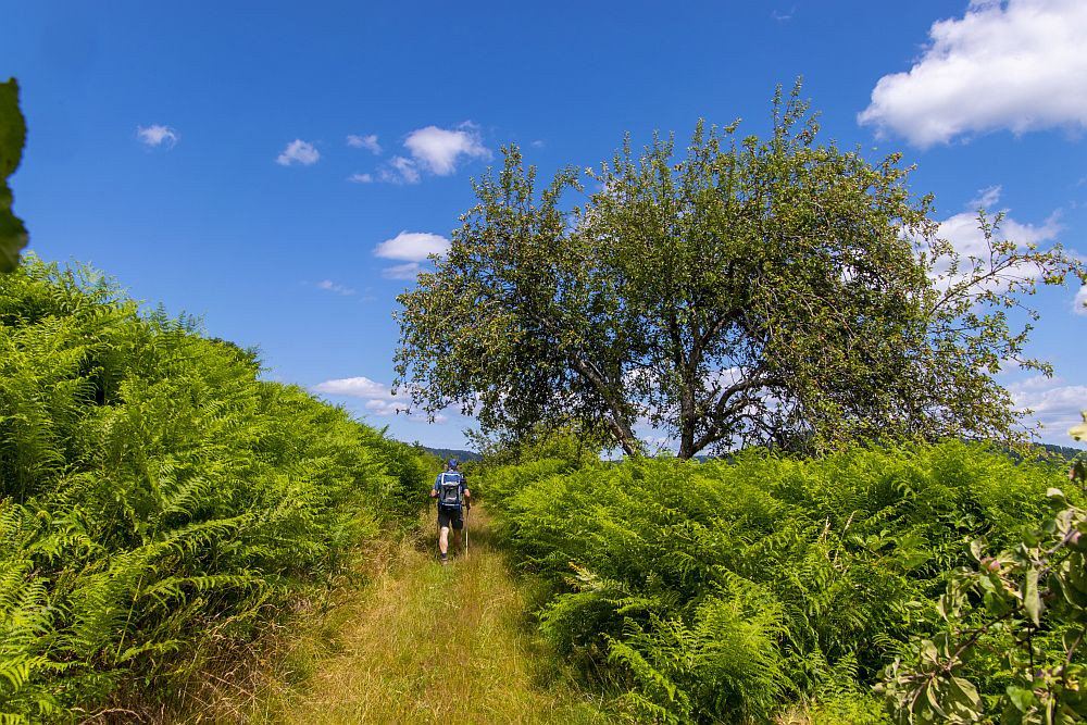 Klicke auf die Grafik für eine vergrößerte Ansicht  Name: 14 Vogesenwandern außerhalb von Wäldern.jpg Ansichten: 0 Größe: 392,1 KB ID: 3357983
