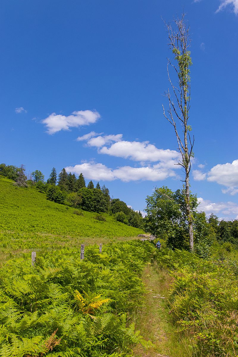 Klicke auf die Grafik für eine vergrößerte Ansicht  Name: 16 Kleine Wanderwege führen uns am Hang entlang.jpg Ansichten: 0 Größe: 429,5 KB ID: 3357986