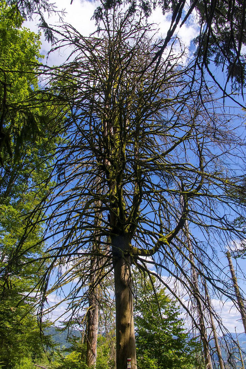 Klicke auf die Grafik für eine vergrößerte Ansicht  Name: 19 Auch hier gibt es tote Bäume.jpg Ansichten: 0 Größe: 767,3 KB ID: 3357991