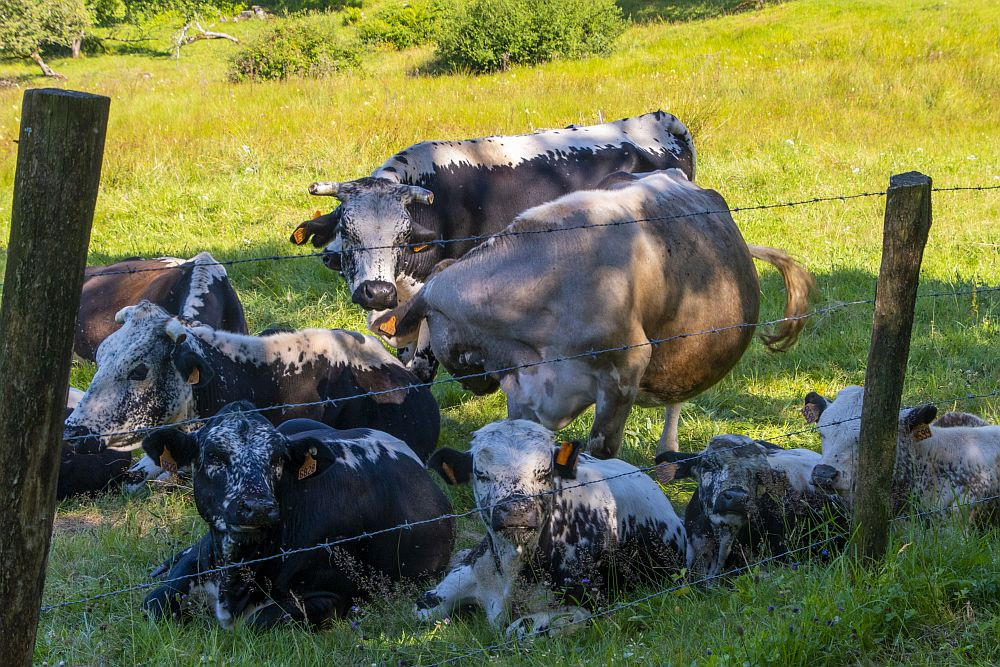 Klicke auf die Grafik für eine vergrößerte Ansicht  Name: 22 Französisches Fleckvieh.jpg Ansichten: 0 Größe: 331,0 KB ID: 3357992