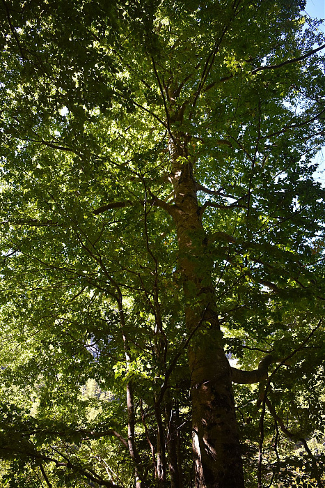 Klicke auf die Grafik für eine vergrößerte Ansicht  Name: DSC_0873.jpg Ansichten: 0 Größe: 978,6 KB ID: 3358745