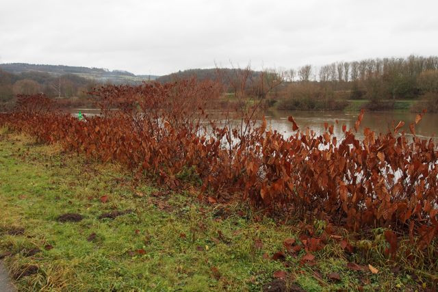 Klicke auf die Grafik für eine vergrößerte Ansicht

Name: PC220400.jpg
Ansichten: 88
Größe: 107,3 KB
ID: 3359318