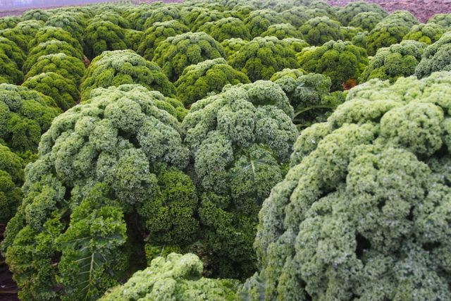 Klicke auf die Grafik für eine vergrößerte Ansicht

Name: PC220506 Grünkohl.jpg
Ansichten: 89
Größe: 137,5 KB
ID: 3359323