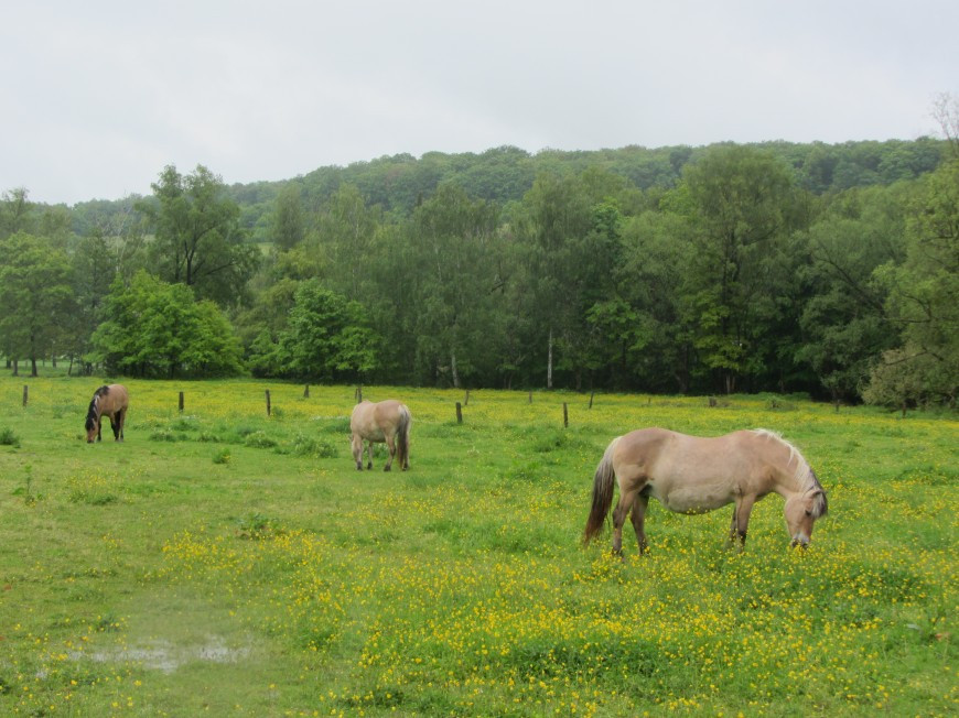 Klicke auf die Grafik für eine vergrößerte Ansicht

Name: IMG_10545.jpg
Ansichten: 80
Größe: 183,1 KB
ID: 3359434