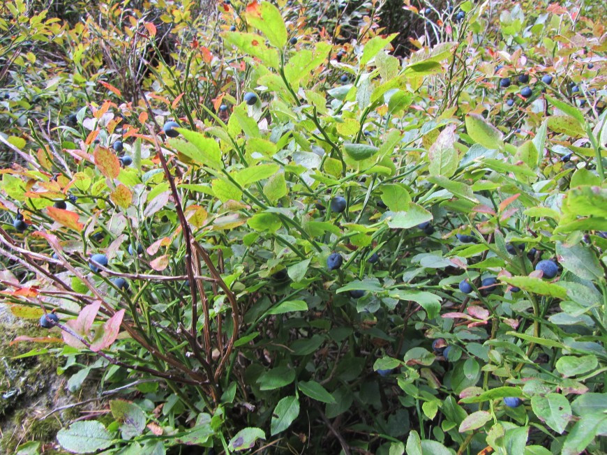 Klicke auf die Grafik für eine vergrößerte Ansicht

Name: IMG_13072.jpg
Ansichten: 64
Größe: 321,3 KB
ID: 3359561