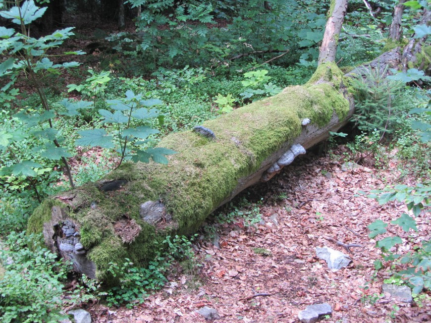 Klicke auf die Grafik für eine vergrößerte Ansicht

Name: IMG_13121.jpg
Ansichten: 65
Größe: 331,0 KB
ID: 3359563