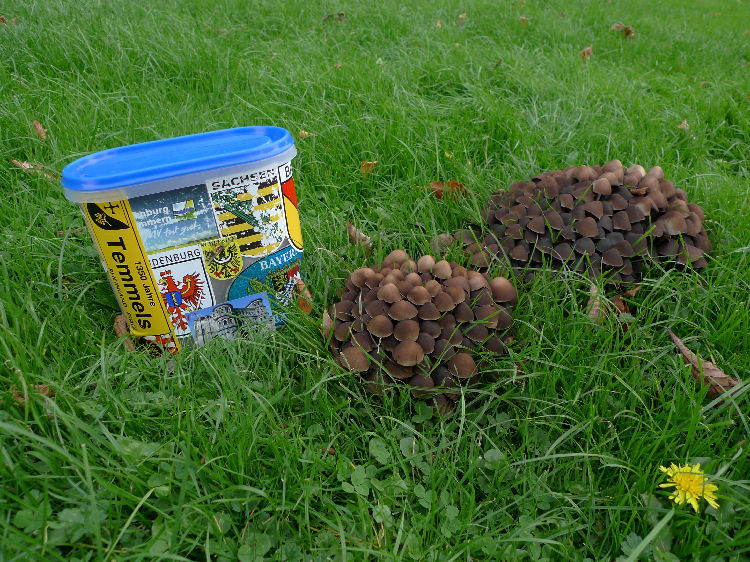 Klicke auf die Grafik für eine vergrößerte Ansicht

Name: aP1090493.jpg
Ansichten: 44
Größe: 247,2 KB
ID: 3359879